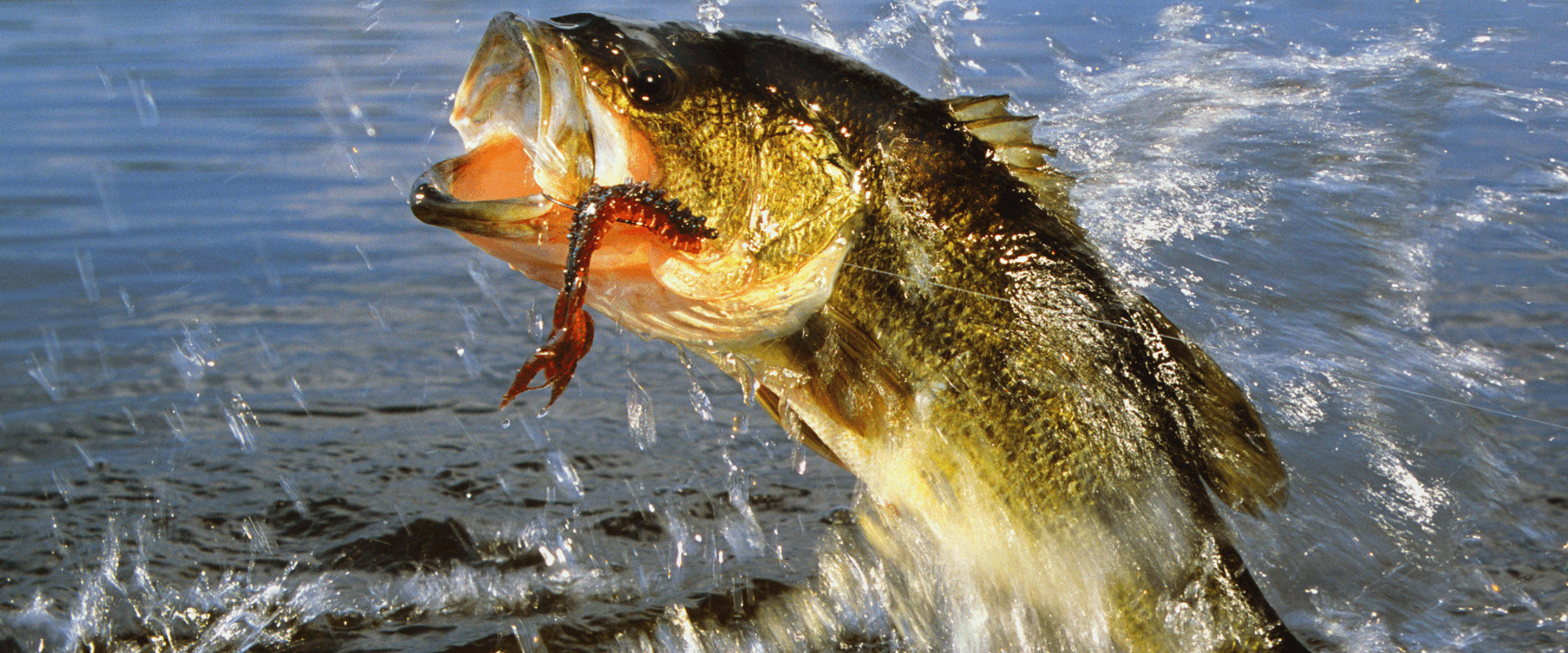 Ideal Salinity Levels for Bass Fishing in Northern VA