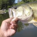 The Best Bass Fishing Spots in Northern Virginia: An Expert's Guide