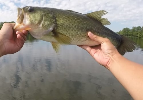 The Ultimate Guide to Bass Fishing in Northern VA