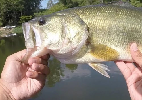 The Best Bass Fishing Spots in Northern Virginia: An Expert's Guide